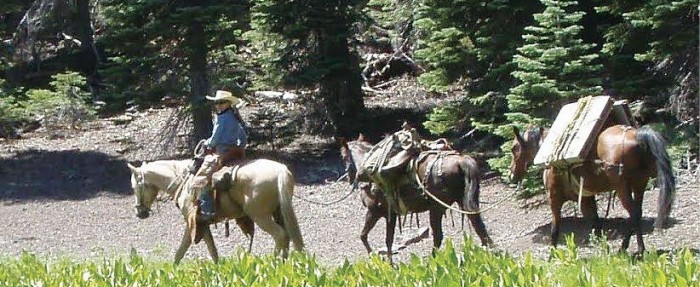 Working Morgans on Working Farms